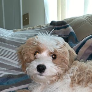 Meet your Posher, Mackenzie